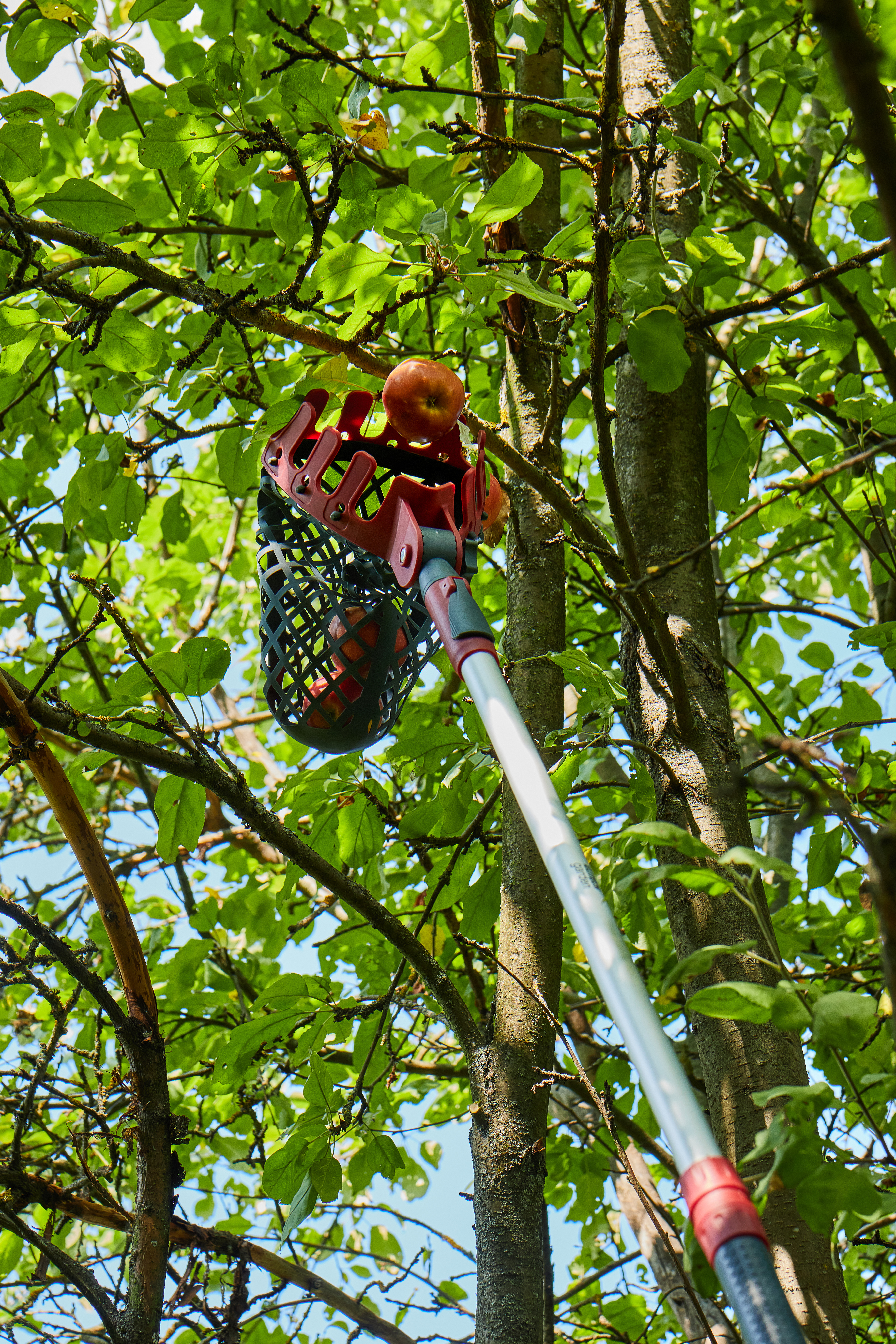 Плодосборник — 206432