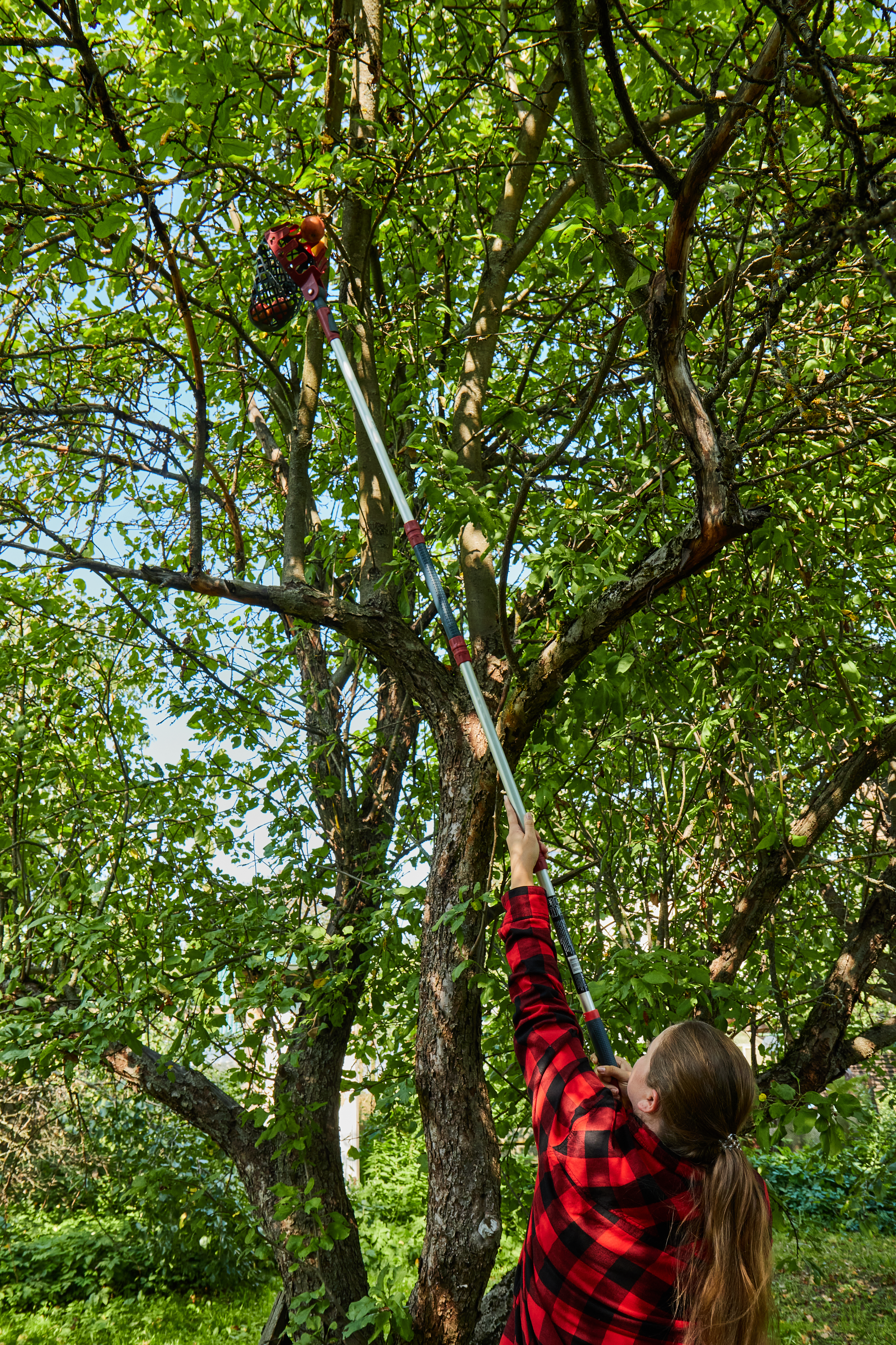 Плодосборник — 206432