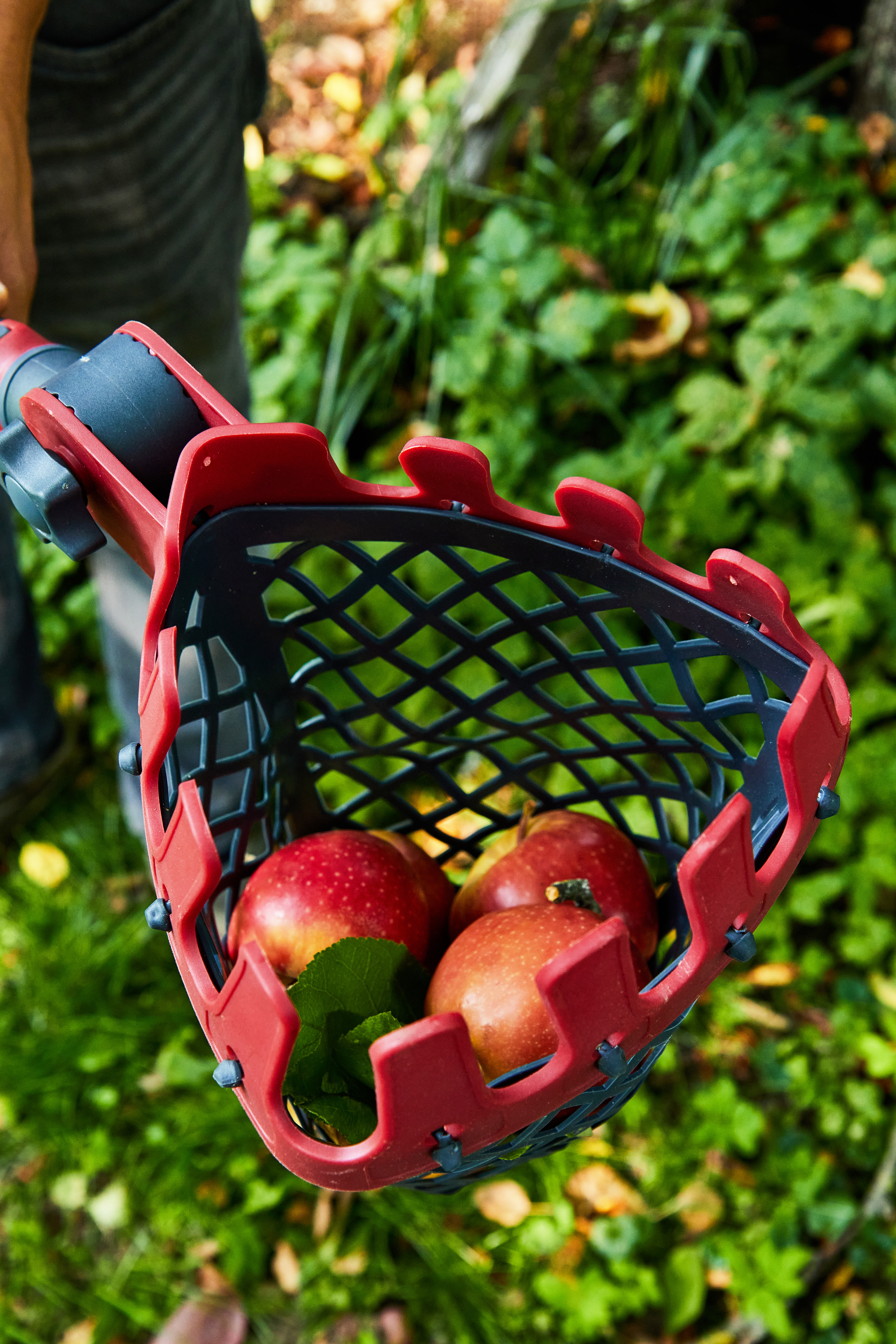 Плодосборник — 206432